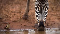 Animals national geographic zebras