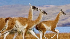 Animals national park chile llama Paine