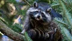 Animals nature Trees tongue out raccoons Mammals