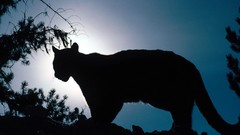 Animals night silhouettes cougars