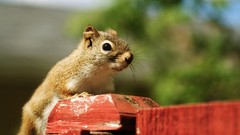 Animals nuts backyard chipmunks
