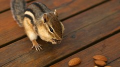 Animals nuts backyard chipmunks