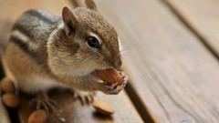 Animals nuts backyard chipmunks