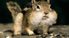 Animals nuts chipmunks