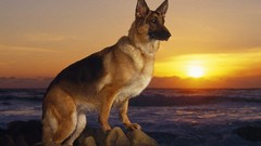 Animals ocean Dogs German shepherd realistic