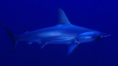 Animals ocean Sharks Hammerhead Shark