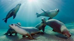 Animals ocean underwater sea lions low resolution