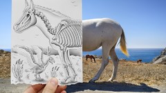 Animals ocean white Birds Horses Bones skeletons Ben Heine 