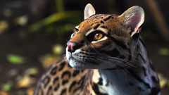 Animals ocelots