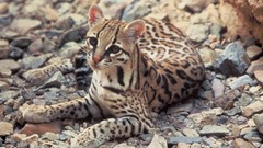 Animals ocelots