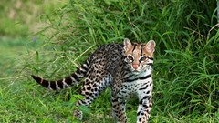 Animals ocelots