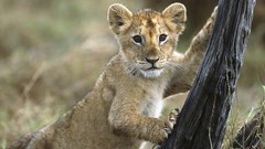 Animals old Month Lions Kenya National mara