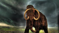 Animals One Million Years