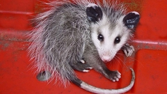 Animals opossums
