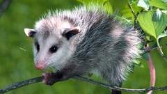 Animals opossums