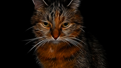 Animals orange Fractals cats