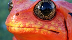 Animals orange Frogs amphibians Poison Dart Frogs Hypnotoad