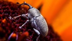 Animals orange insects Beetles