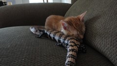 Animals orange Kittens skink