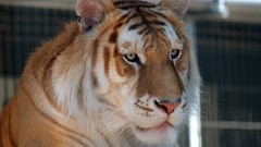 Animals orange Tigers bengal tigers