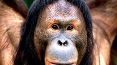 Animals orangutans