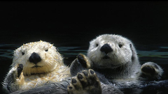 Animals Otters