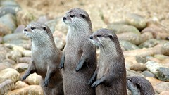Animals Otters