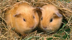 Animals outdoors bedding guinea pigs