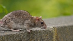 Animals outdoors black eyes