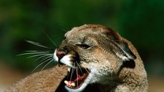 Animals outdoors bobcats angry