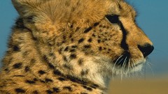 Animals outdoors cheetahs Spotted