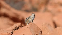 Animals outdoors chipmunks