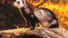Animals outdoors ferret