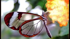 Animals outdoors Glasswing Butterfly