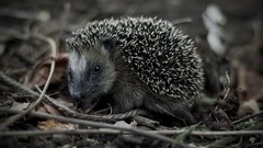 Animals outdoors hedgehogs monochrome