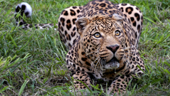 Animals outdoors Leopards