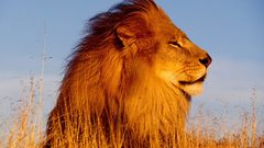 Animals outdoors Lions savanna