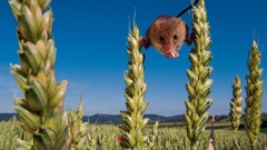 Animals outdoors mice Rats gerbils