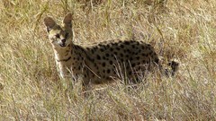 Animals outdoors plains serval