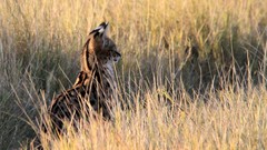 Animals outdoors plains serval