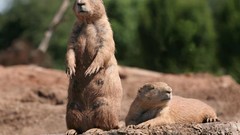Animals outdoors prairie dogs