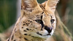 Animals outdoors serval Spotted