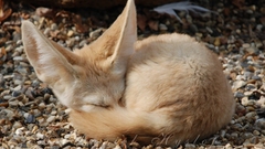 Animals outdoors sleeping fennec
