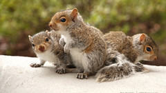Animals outdoors squirrels