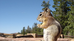 Animals outdoors squirrels chipmunks