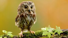 Animals owl Birds moss Simple Background animal eyes