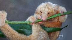 Animals Panama stem bing anteater