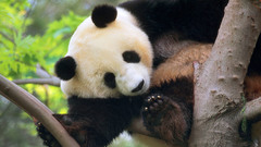 Animals panda bears