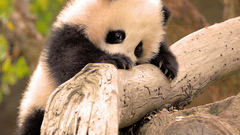 Animals panda bears Bears