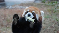 Animals panda red panda Mammals food
